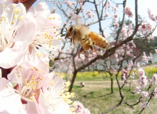 ミツバチの季節
