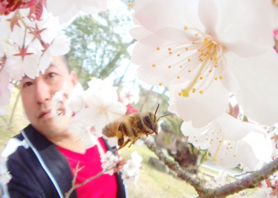 桜とミツバチと私